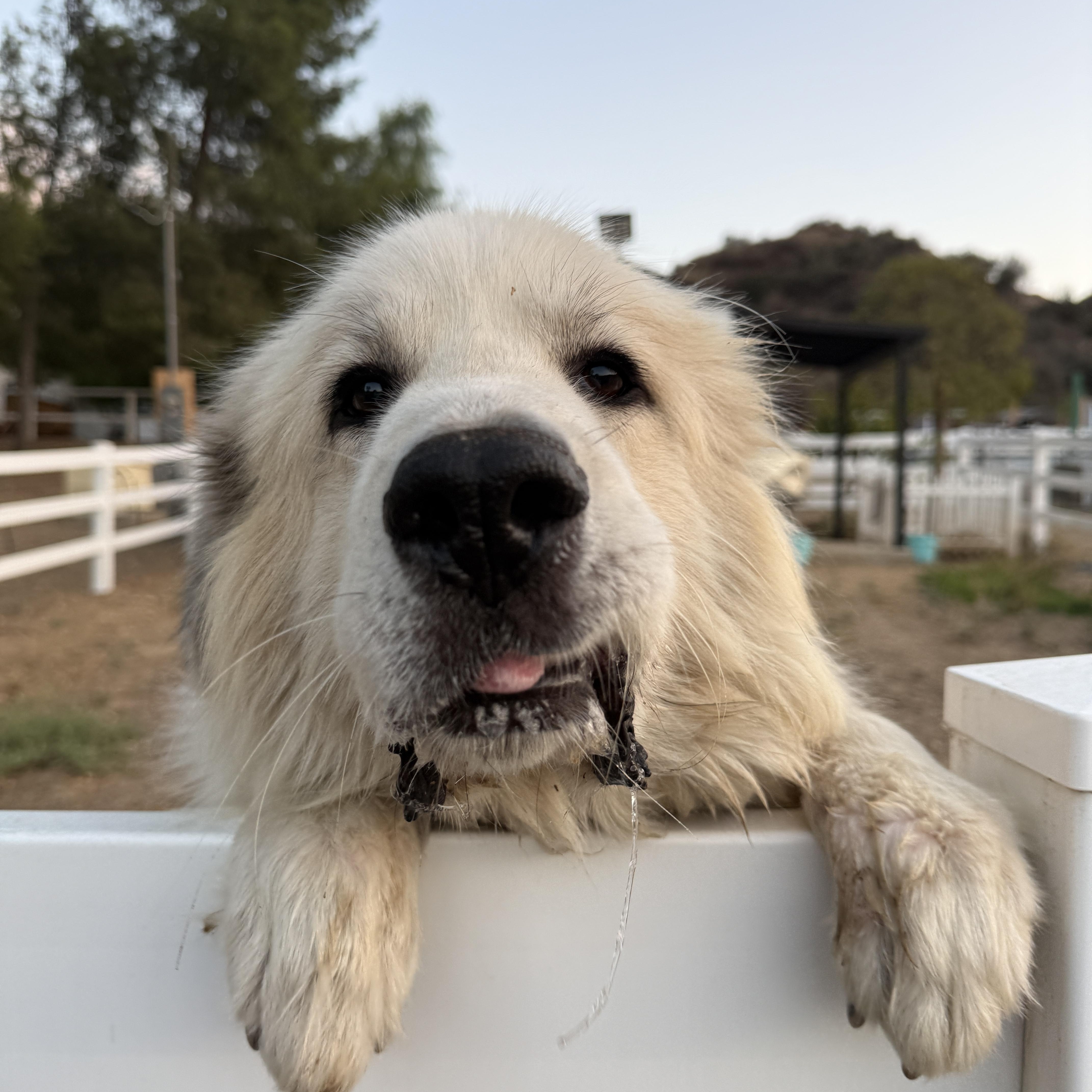 An adult large-sized male White / Cream Great Pyrenees dog named Nickolai for adoption in Redlands, CA