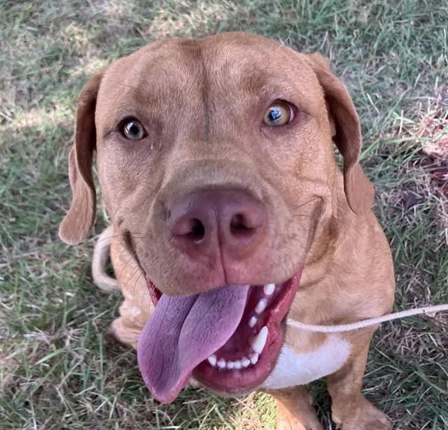 A young medium-sized male Mixed Breed dog named Burt for adoption in Dallas, TX
