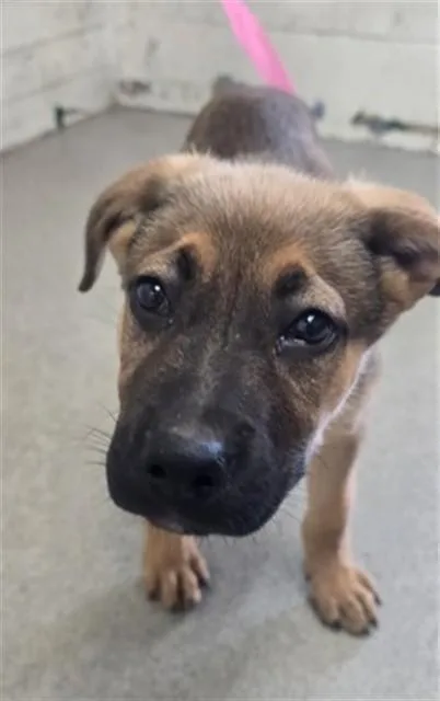A baby small-sized male German Shepherd Dog dog named Eugene for adoption in San Bernardino, CA