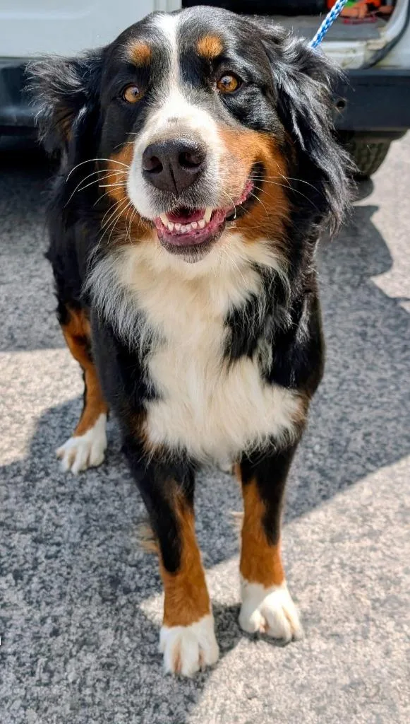 An adult large-sized female Bernese Mountain Dog dog named Noodle for adoption in Lima, OH