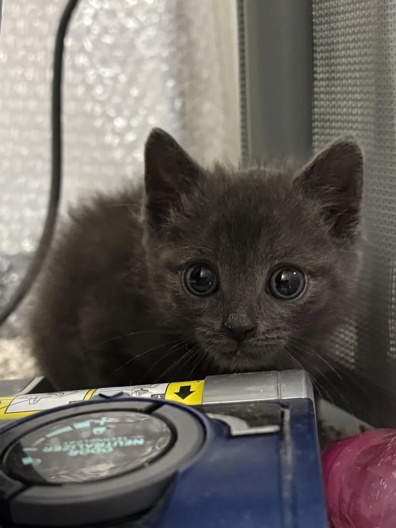 A baby small-sized male Gray / Blue / Silver Domestic Short Hair cat named Randy for adoption in Fruit Heights, UT