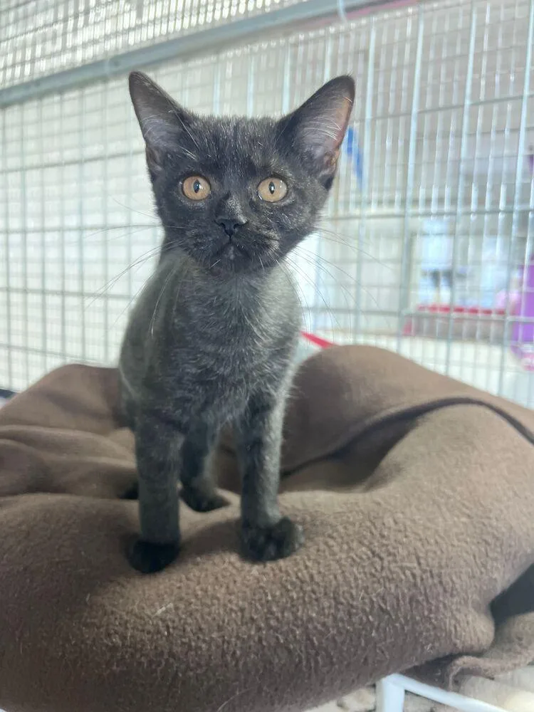 A baby small-sized female Black Domestic Short Hair cat named Helena for adoption in McPherson, KS