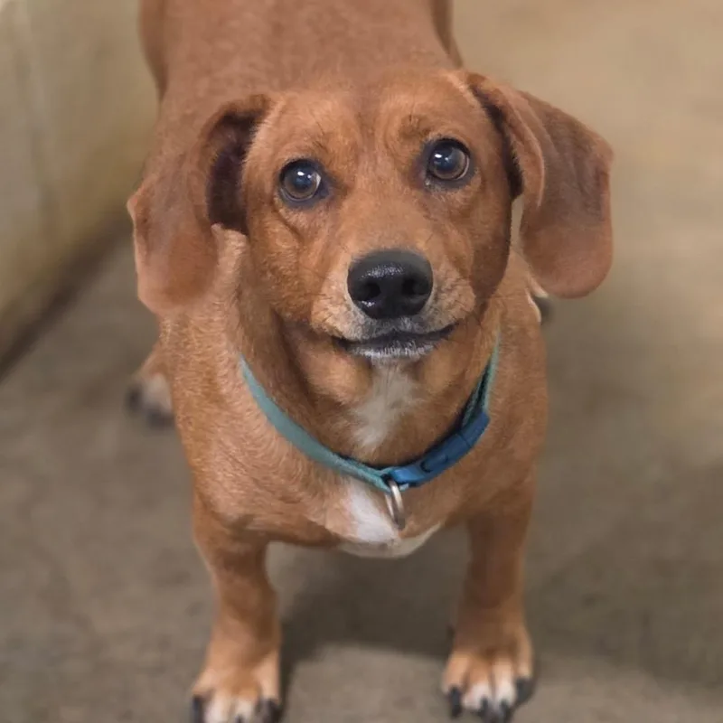 An adult small-sized female Yellow / Tan / Blond / Fawn Dachshund dog named Minnie Pearl for adoption in Brownsboro, AL