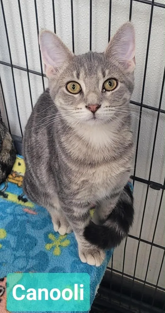 A baby medium-sized female Domestic Short Hair cat named Canooli for adoption in Richmond, IN