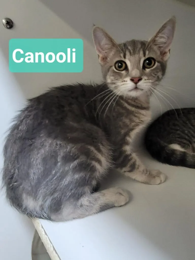 Canooli thumbnail 3