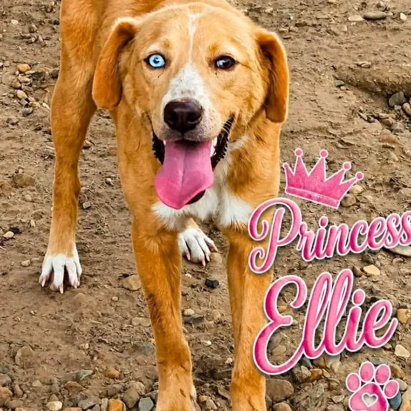 A young medium-sized female Labrador Retriever dog named Princess Ellie for adoption in Wadena, MN