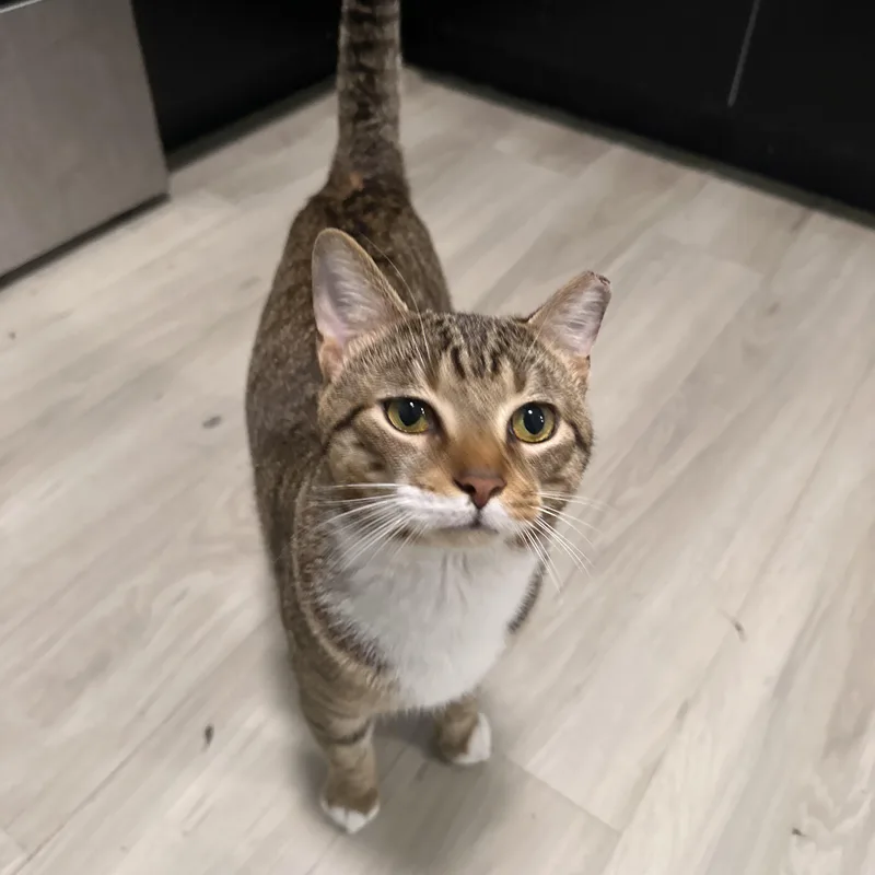 An adult medium-sized male Tabby (Brown / Chocolate) Tabby cat named Parsnip for adoption in Columbia, SC