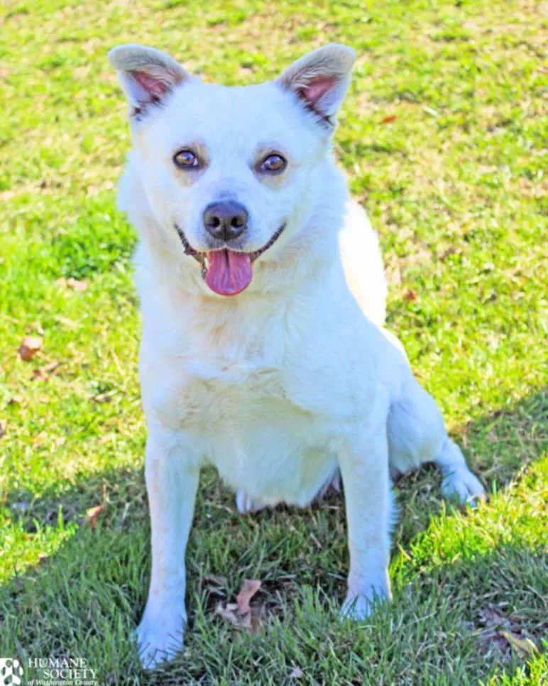 An adult medium-sized male Jindo dog named Ghostopher P Spookington for adoption in Hagerstown, MD