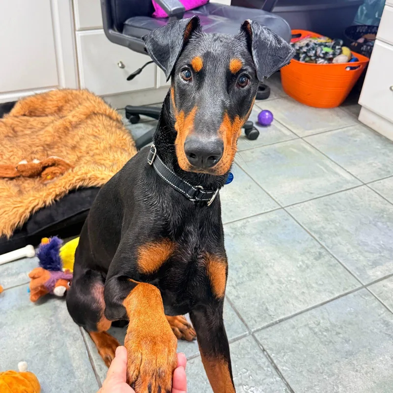A young medium-sized male Doberman Pinscher dog named Jax for adoption in Oakland Park, FL