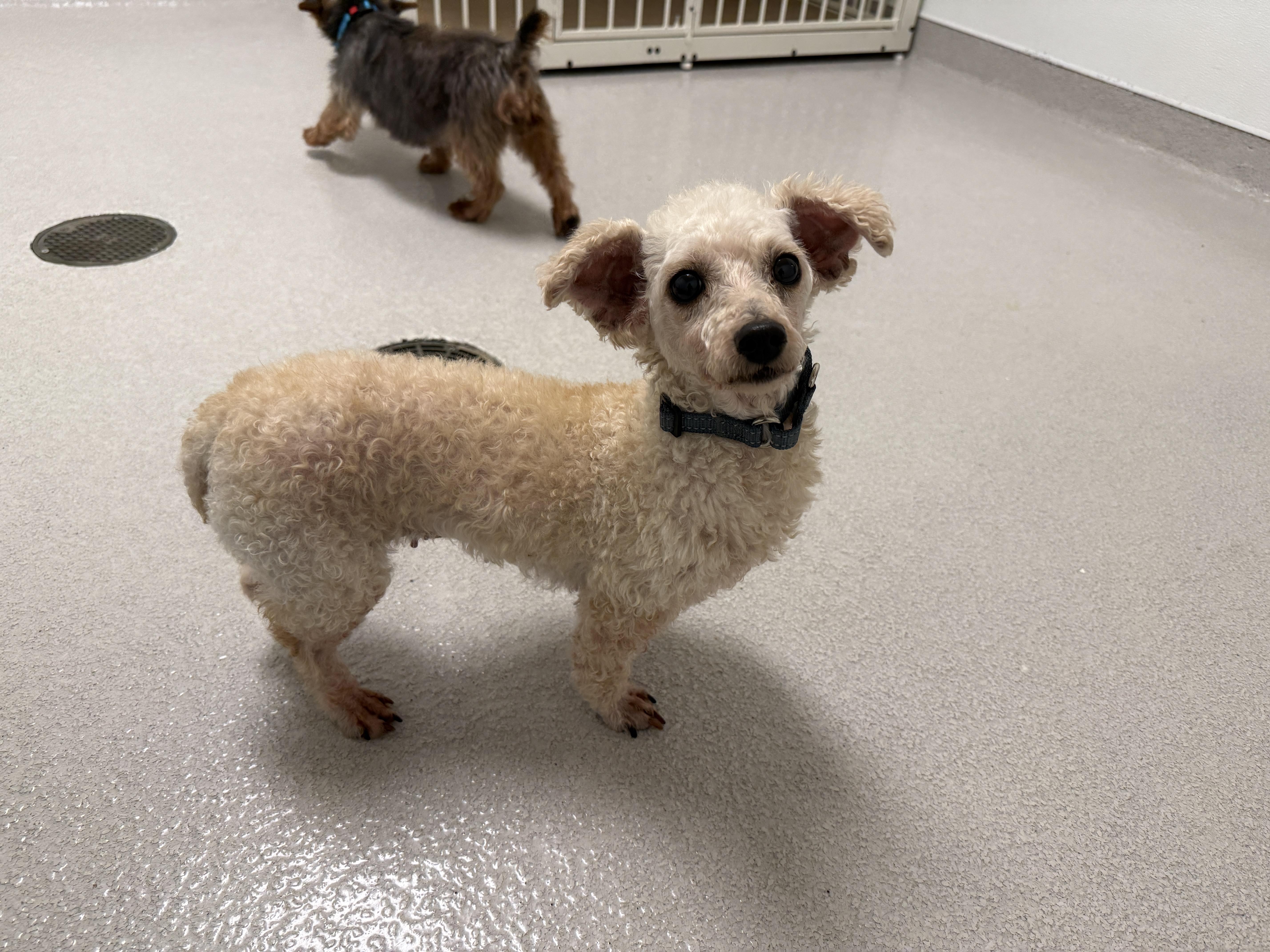 An adult small-sized female Miniature Poodle dog named Windy for adoption in Evanston, IL