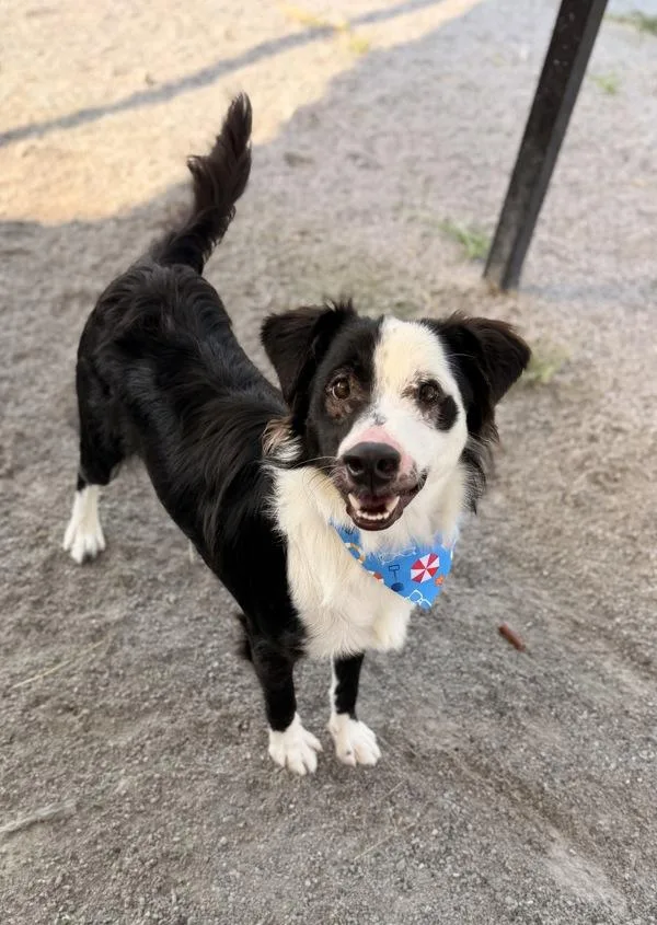 An adult medium-sized male Border Collie dog named Ronald for adoption in Morristown, TN