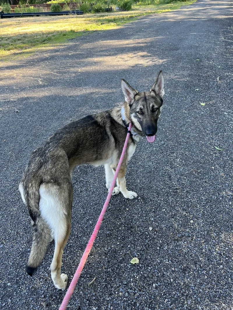 A young medium-sized female Bicolor German Shepherd Dog dog named Kali for adoption in Turners Falls, MA