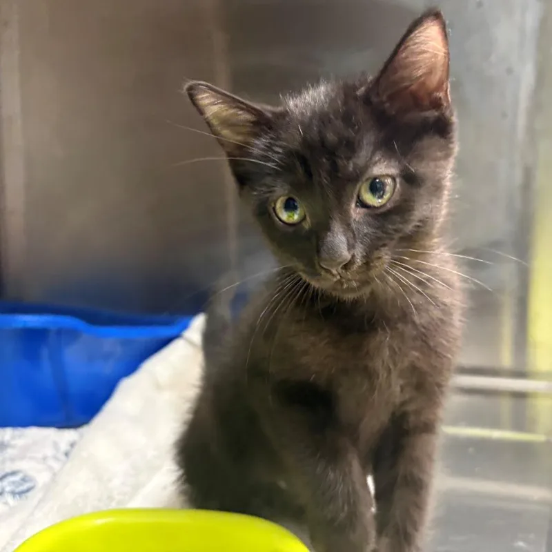 A baby small-sized female Black Domestic Short Hair cat named Rubidium for adoption in East Hanover, NJ