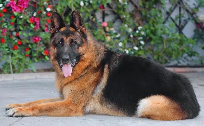 Wolfie Von Wiesloch thumbnail 2