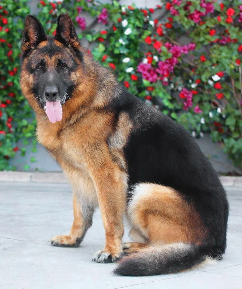 Wolfie Von Wiesloch thumbnail 3