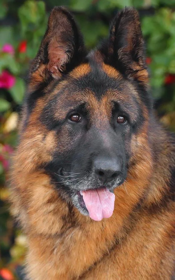 Wolfie Von Wiesloch thumbnail 4