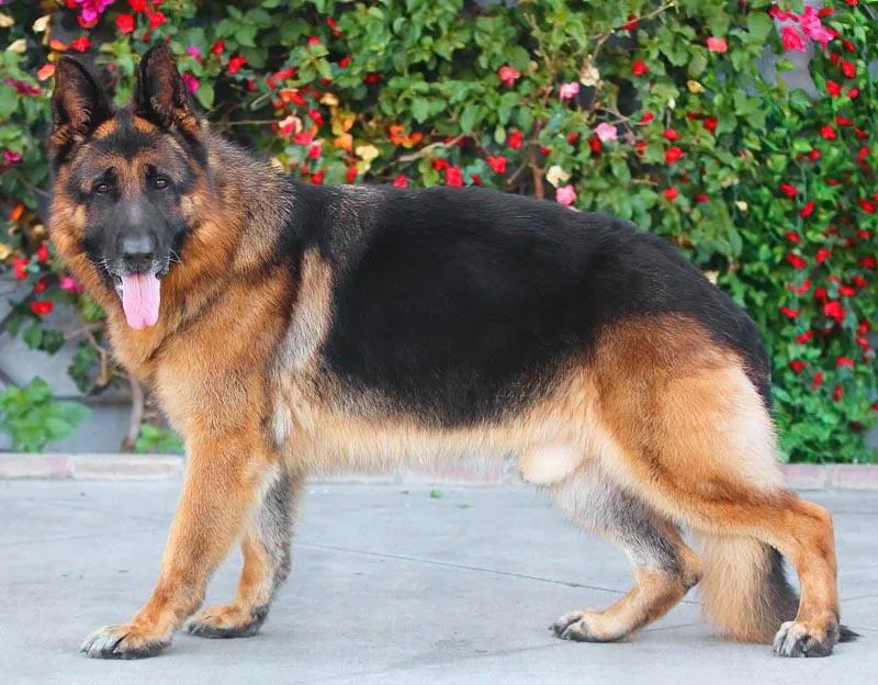 Wolfie Von Wiesloch thumbnail 5