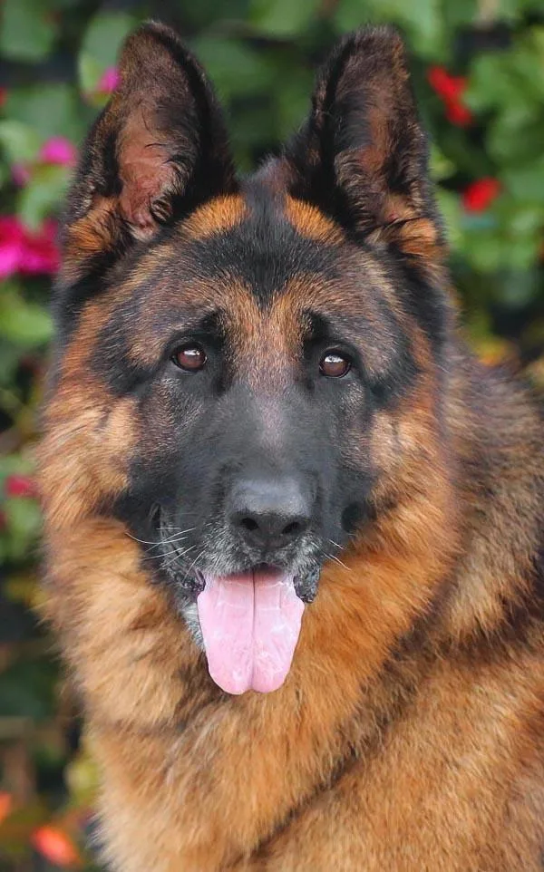 A young large-sized male Black German Shepherd Dog dog named Wolfie Von Wiesloch for adoption in Los Angeles, CA