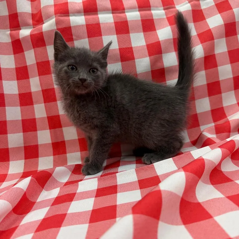 A baby small-sized male Gray / Blue / Silver Domestic Short Hair cat named Ruckus for adoption in Raleigh, NC