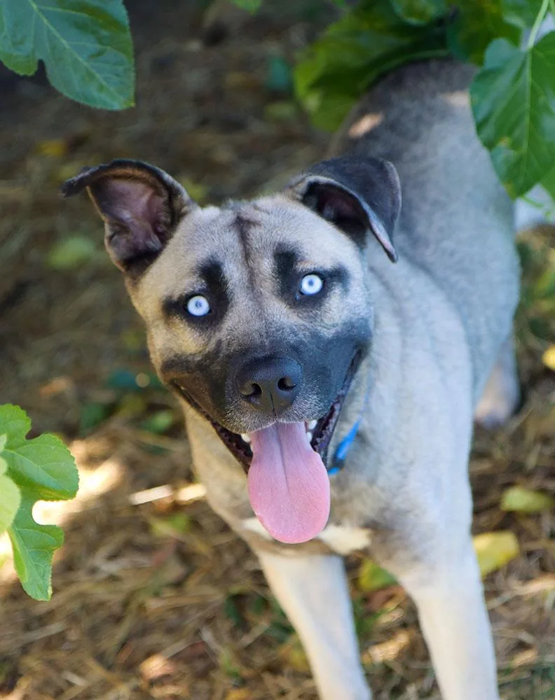 An adult large-sized male Yellow / Tan / Blond / Fawn Husky dog named Valor for adoption in Kansas City, KS