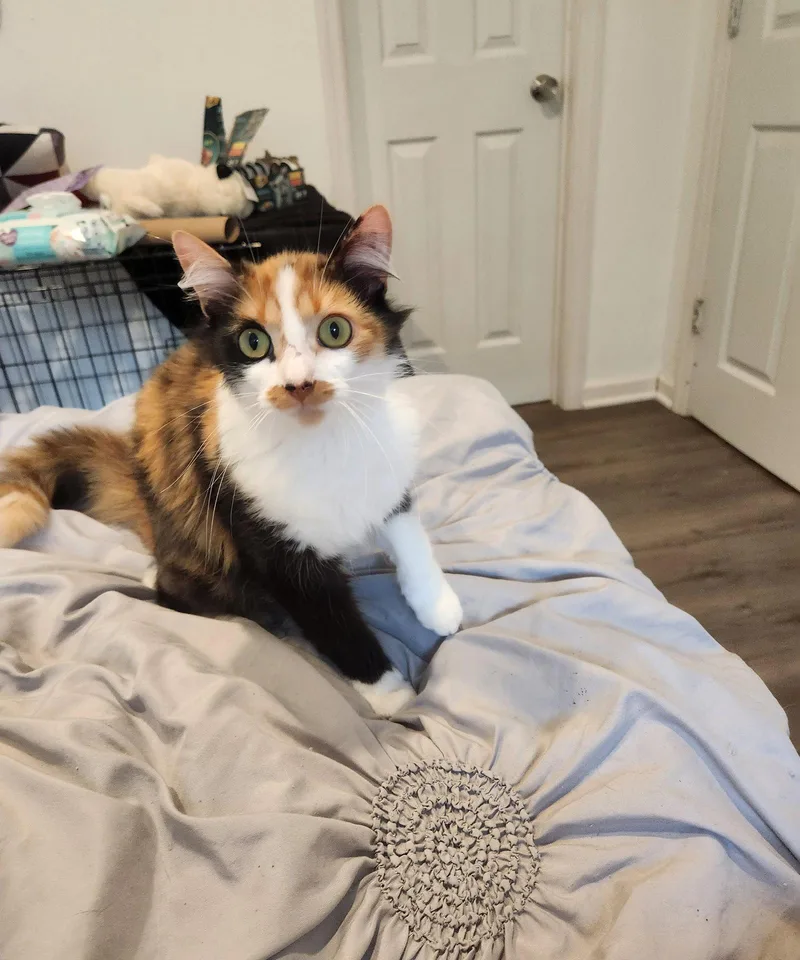 An adult medium-sized female Domestic Medium Hair cat named Rea for adoption in Stover, MO