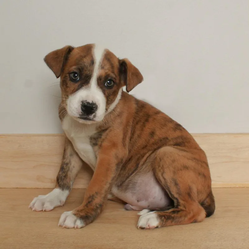 A baby medium-sized male Brindle Boxer dog named Zero D for adoption in Minnetonka, MN
