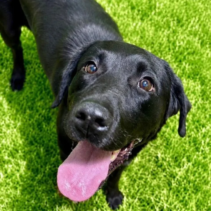 A young medium-sized female Black Labrador Retriever dog named Relish for adoption in Battle Creek, MI