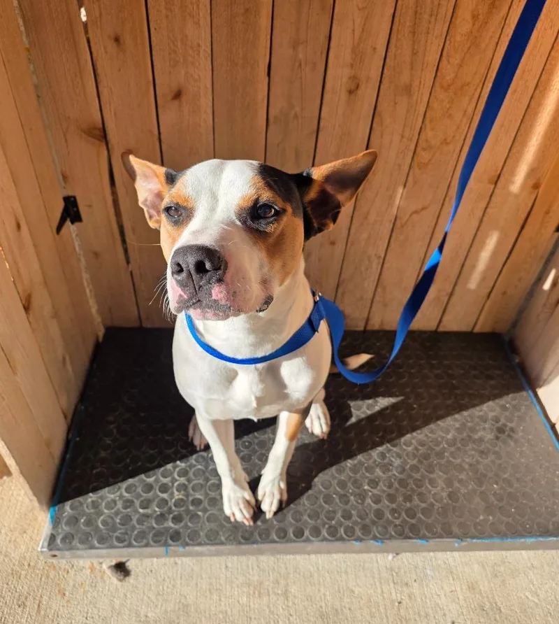 A young large-sized male Hound dog named Buddy for adoption in Missouri City, TX