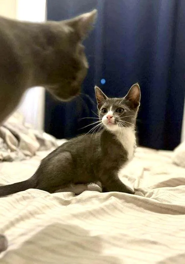 A baby medium-sized male American Shorthair cat named Felix for adoption in Mission Viejo, CA