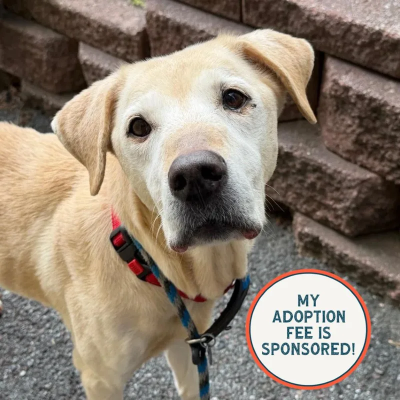 A senior medium-sized female Yellow / Tan / Blond / Fawn Labrador Retriever dog named Zoey for adoption in Birdsboro, PA