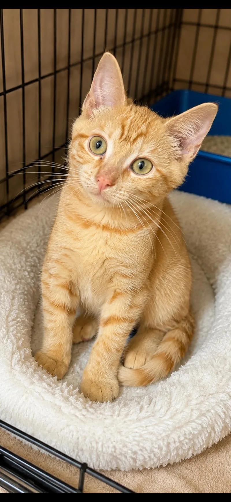 A young medium-sized male American Shorthair cat named Parker for adoption in Massapequa, NY