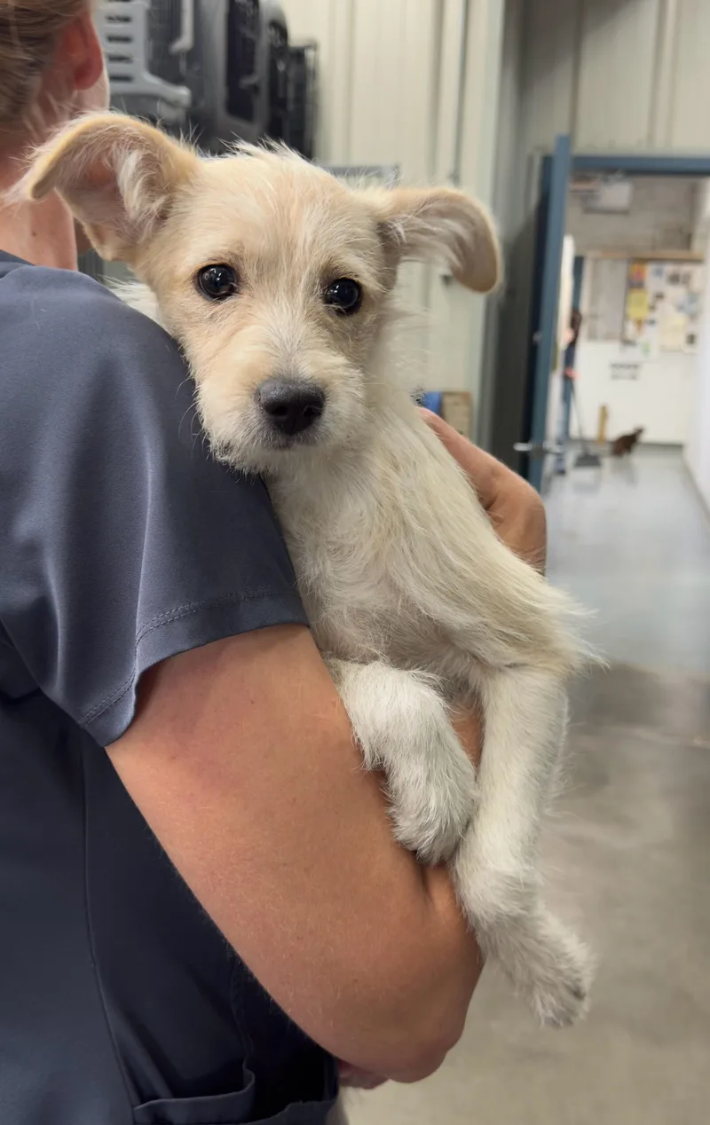 A young small-sized female Yellow / Tan / Blond / Fawn Terrier dog named 61589702 for adoption in Elko, NV
