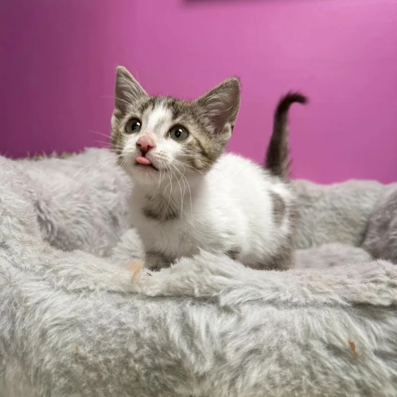 A baby medium-sized female Domestic Short Hair cat named Hissy for adoption in Baton Rouge, LA