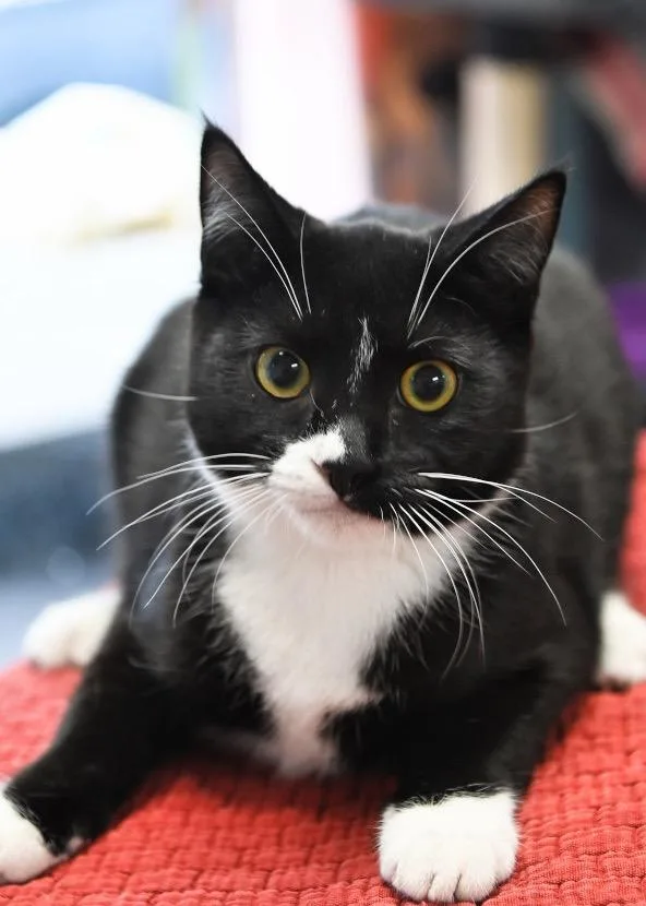 A baby medium-sized male Domestic Short Hair cat named Peeps for adoption in St. James City, FL