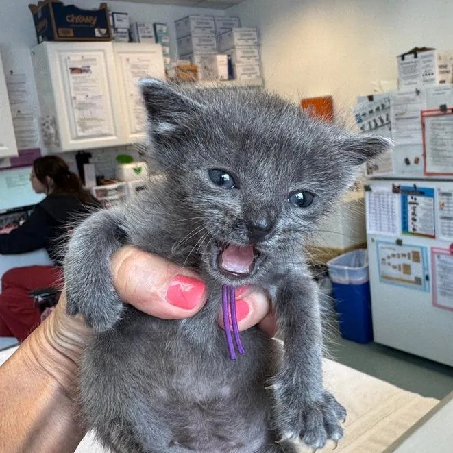 A baby small-sized male Gray / Blue / Silver Domestic Short Hair cat named Grogu for adoption in Austin, TX