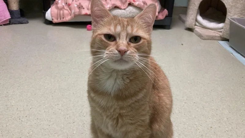 An adult medium-sized female Tabby (Orange / Red) Domestic Short Hair cat named Rj for adoption in Cincinnati, OH