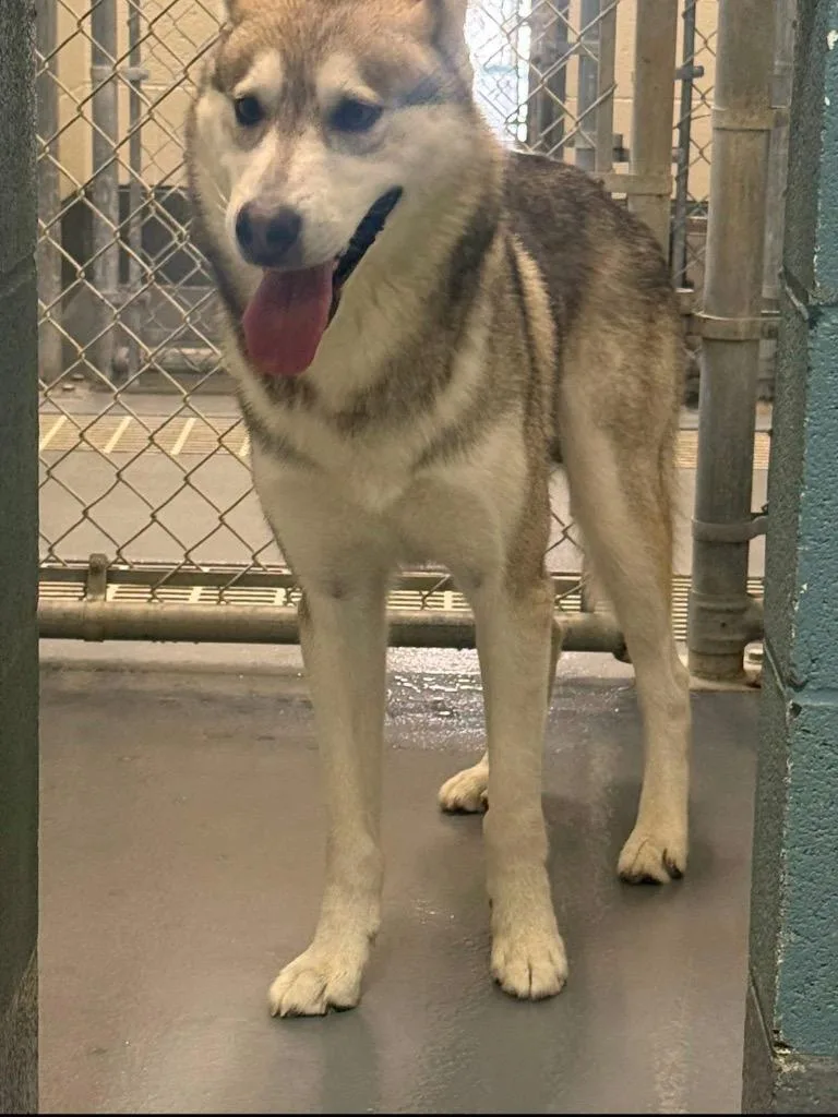 A young medium-sized male Husky dog named Striker for adoption in Johnson City, TN