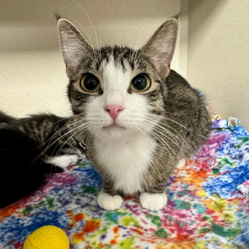 An adult medium-sized female Brown / Chocolate Domestic Short Hair cat named Ariana for adoption in Wantagh, NY