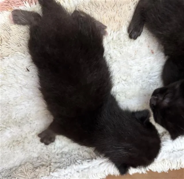 A baby medium-sized female Domestic Short Hair cat named Orchid for adoption in Dallas, TX