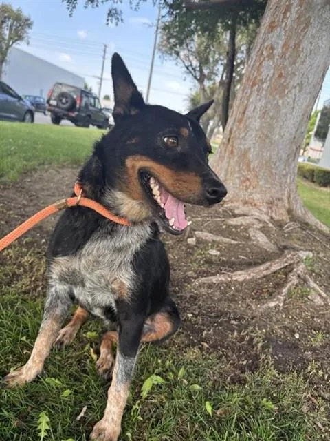 An adult medium-sized female Australian Cattle Dog / Blue Heeler dog named Montana for adoption in Ontario, CA