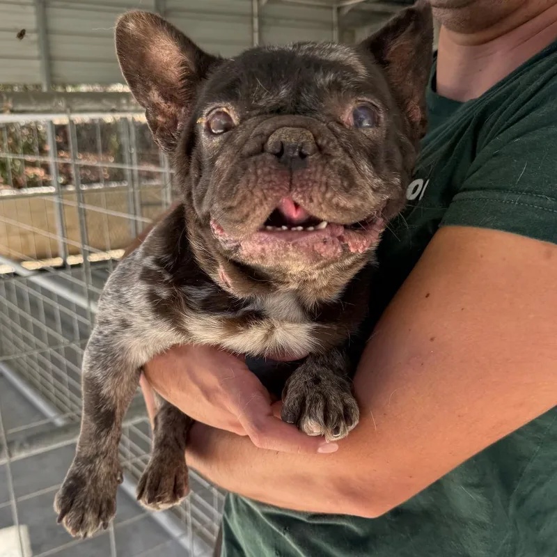 An adult medium-sized female French Bulldog dog named Juno for adoption in San Diego, CA