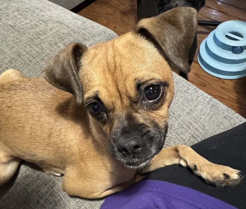 A young small-sized female Pug dog named Jenga for adoption in Aurora, CO