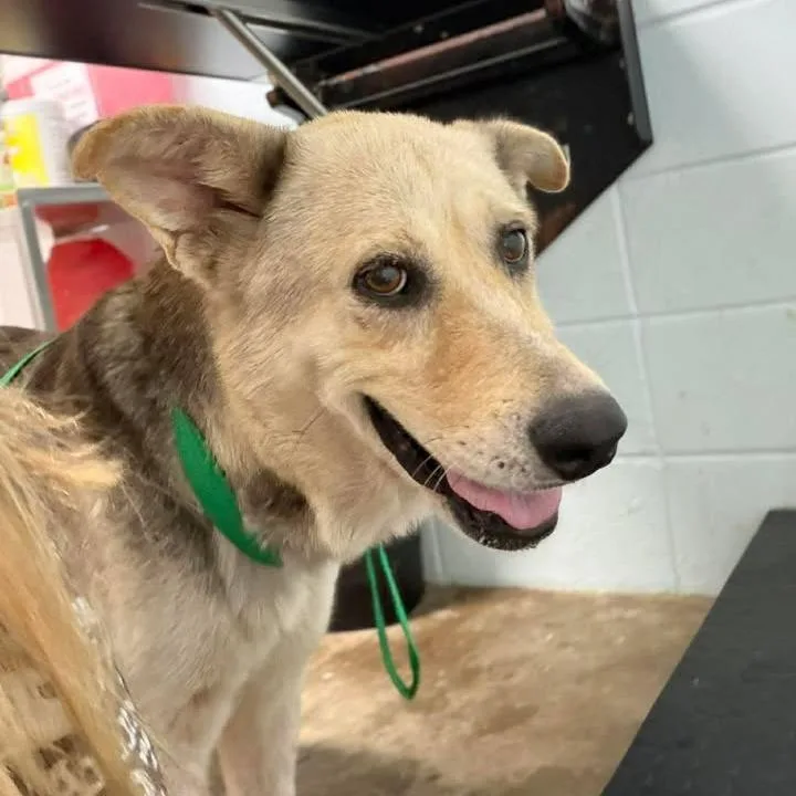 A young medium-sized female Brown / Chocolate Shepherd dog named Tibon for adoption in Beaumont, TX