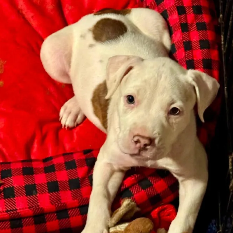 A baby medium-sized female White / Cream Pit Bull Terrier dog named Cherie Currie for adoption in Joliet, IL
