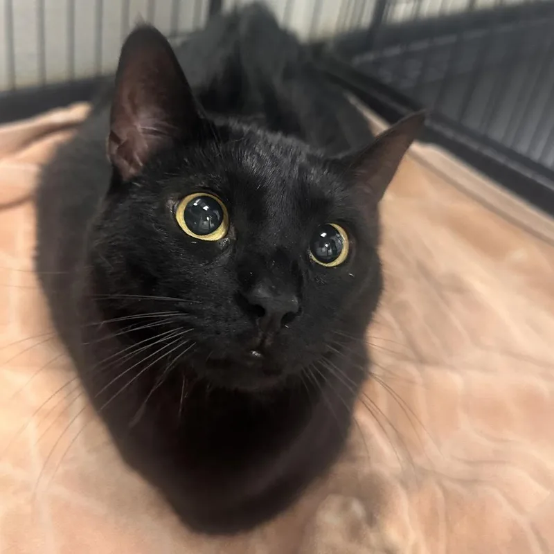 An adult large-sized female Black Domestic Short Hair cat named Cynthia Erivo for adoption in Rocky Mount, VA