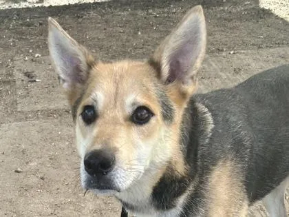 An adult large-sized male Tricolor (Brown, Black, & White) Mixed Breed dog named Gus for adoption in Georgetown, TX