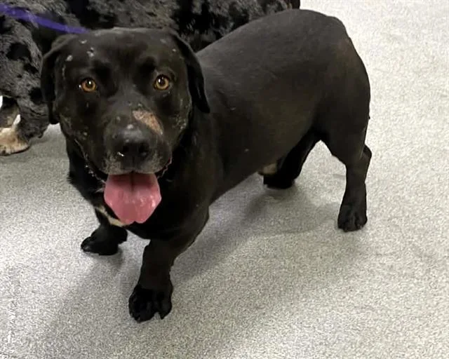 An adult large-sized male Basset Hound dog named Montana for adoption in Tustin, CA