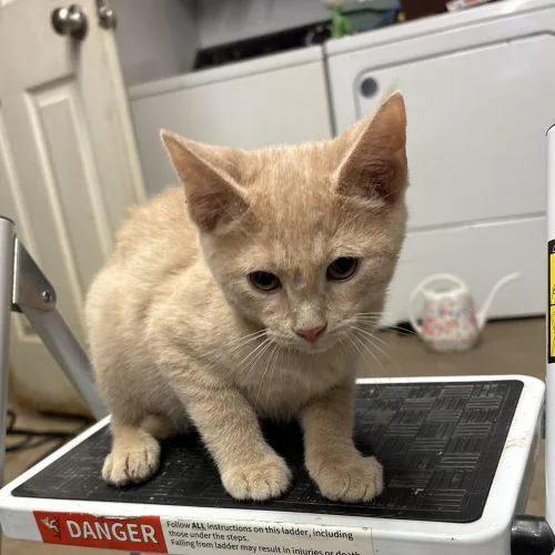 A baby small-sized male Domestic Medium Hair cat named Marv for adoption in Sanford, NC