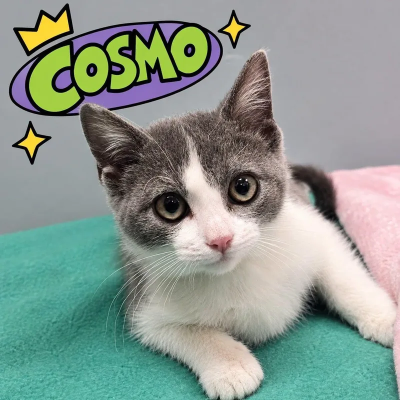 A young small-sized male Gray & White Domestic Short Hair cat named Cosmo for adoption in Effingham, IL