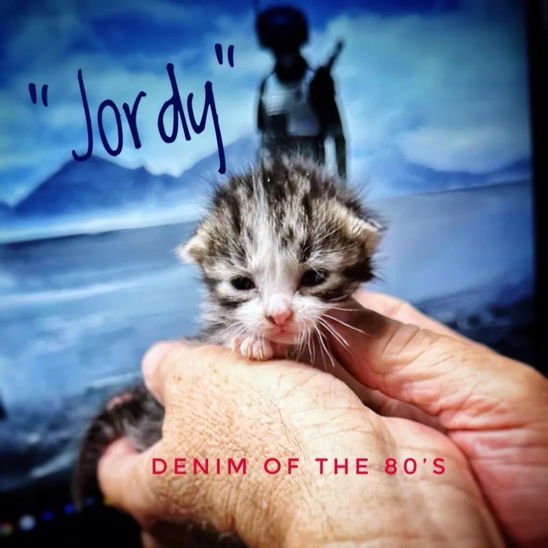 A baby small-sized female Brown / Chocolate Domestic Short Hair cat named Jordache for adoption in Westminster, CA